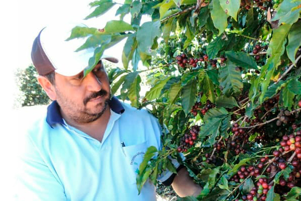  | Microlotes Premiados do Brasil | Reserva da Família | Café Santa Clara